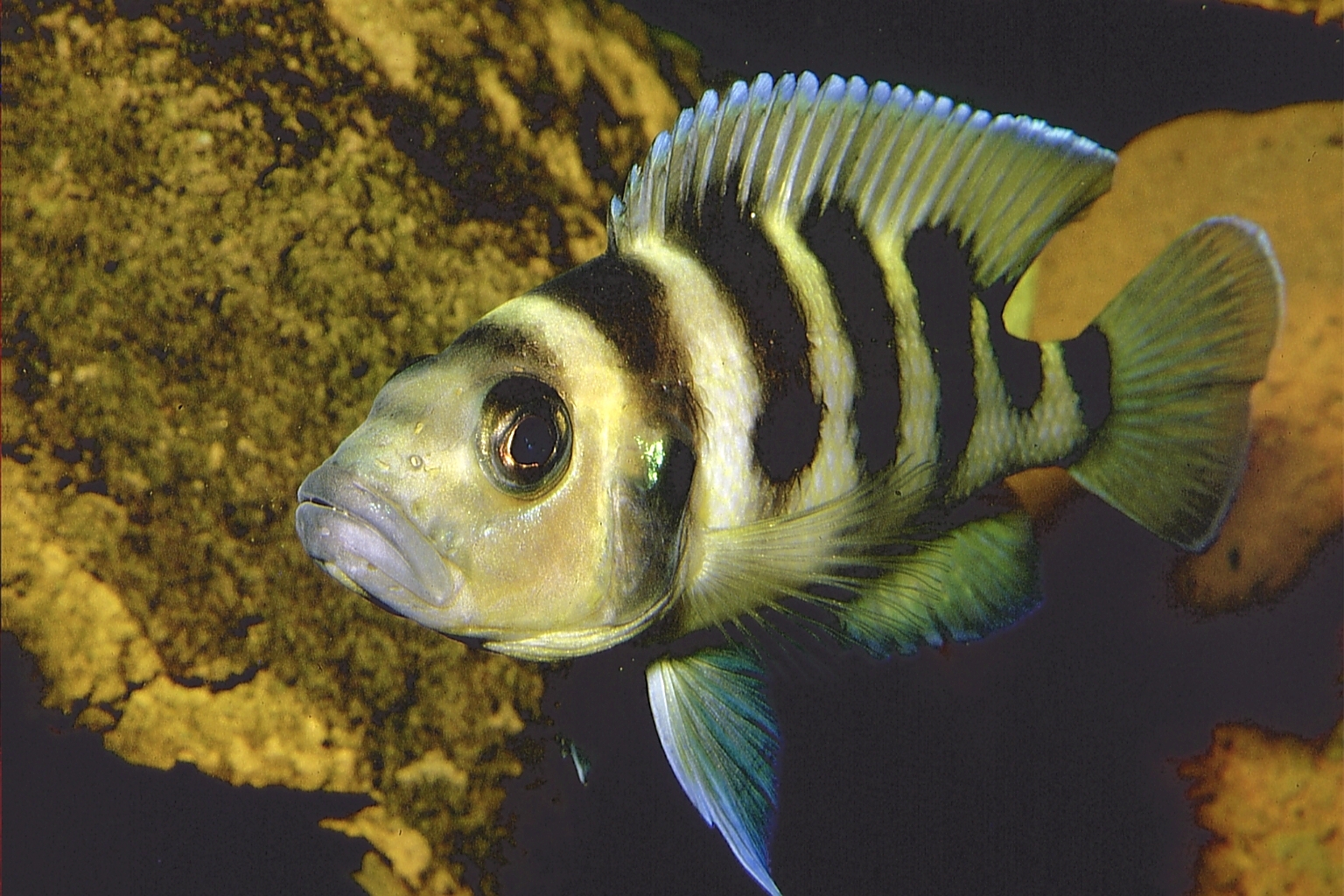 callipterus.de Tanganjikasee